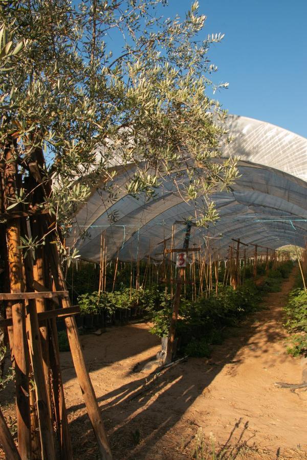 Quinta De Santana Da Varzea Abrantes Bagian luar foto